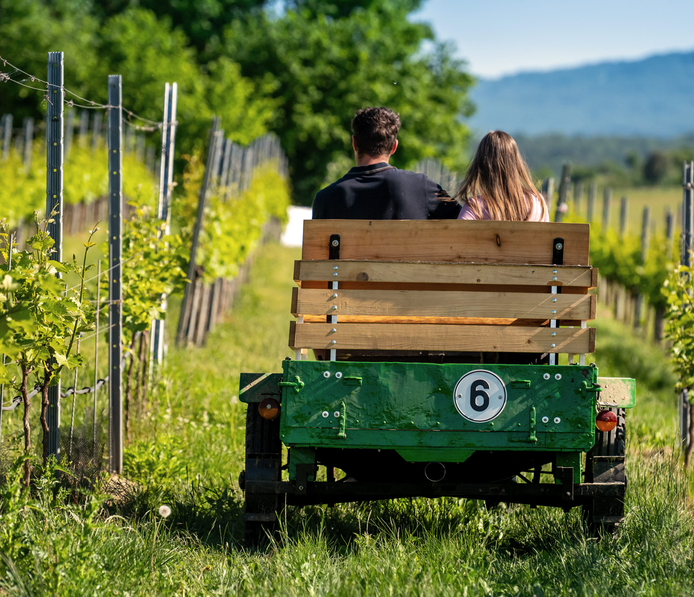 Weinberg in der Natur